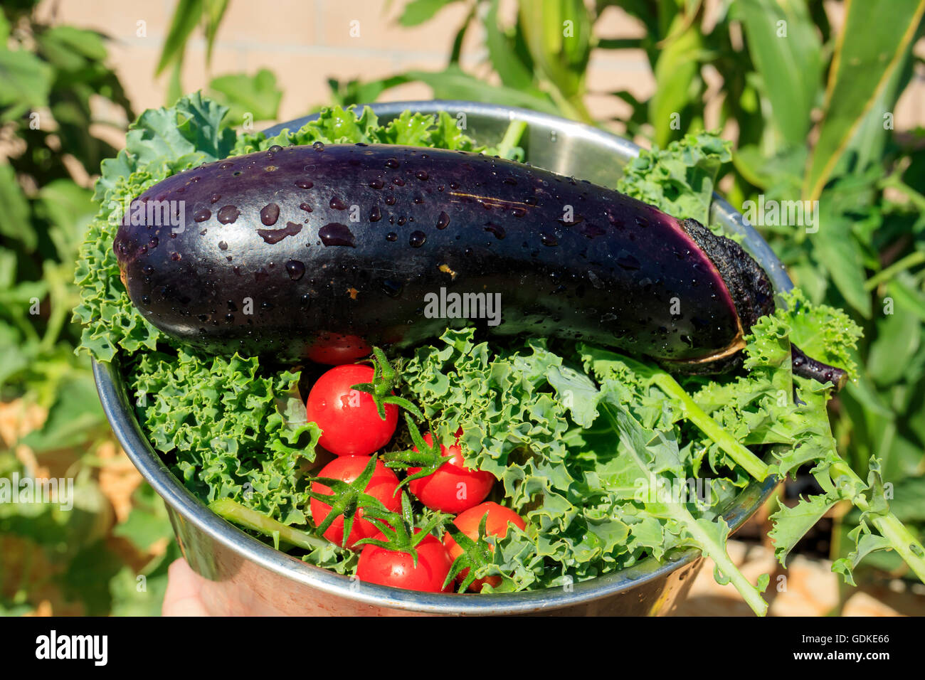 Big harvest of eggplant, tomato, kale in home garden at Los Angeles Stock Photo