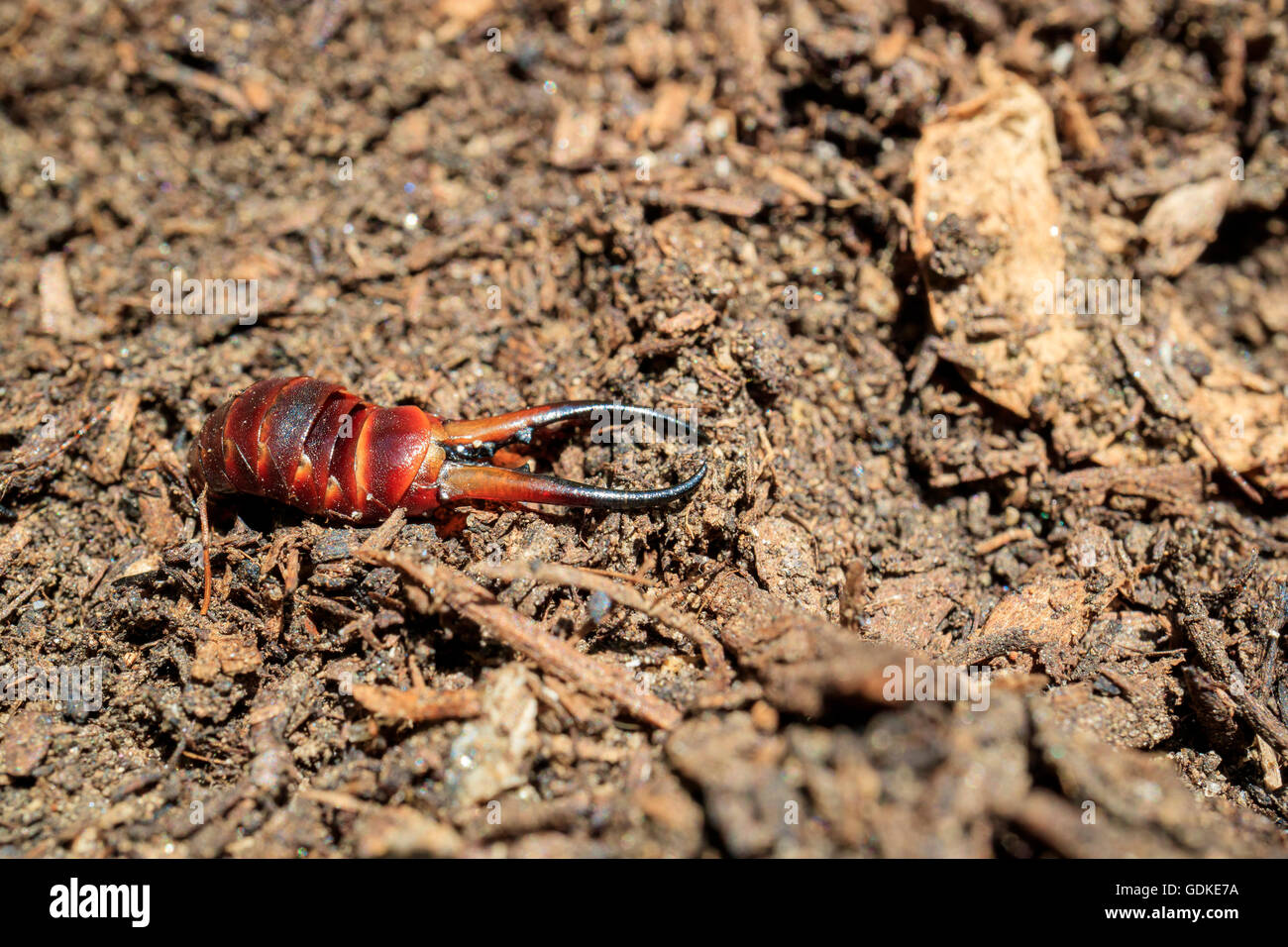 Scissor like tail insect Labidura japonica De Haan saw at Los Angeles