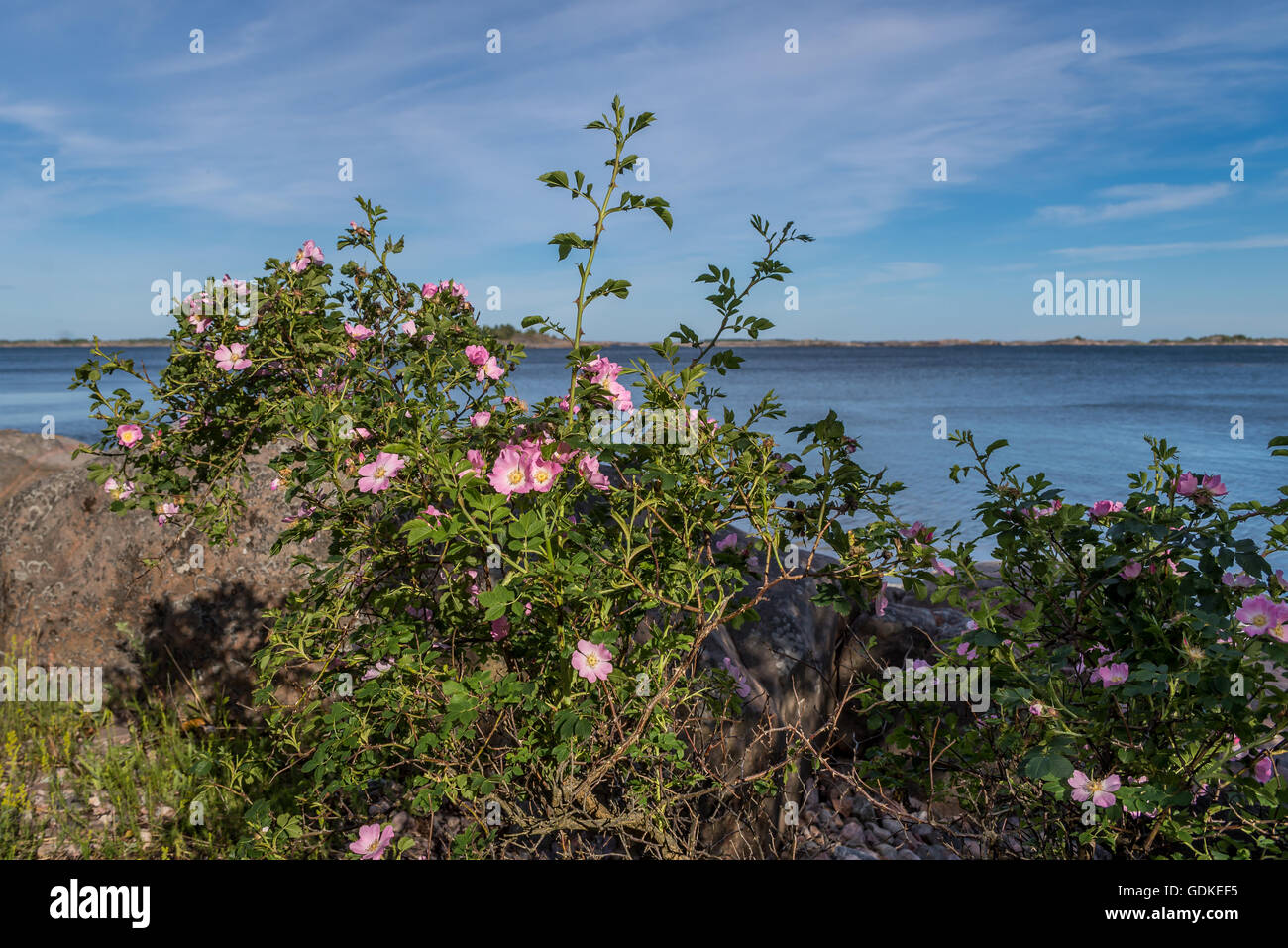 Bay of roses bay hires stock photography and images Alamy