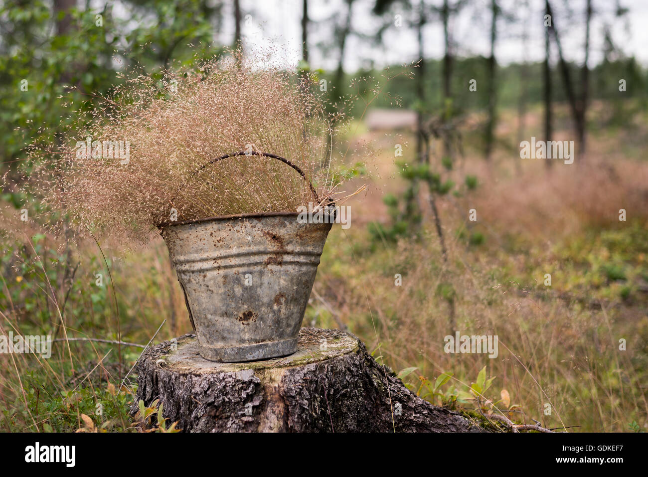 Bucket and hay Stock Photo - Alamy