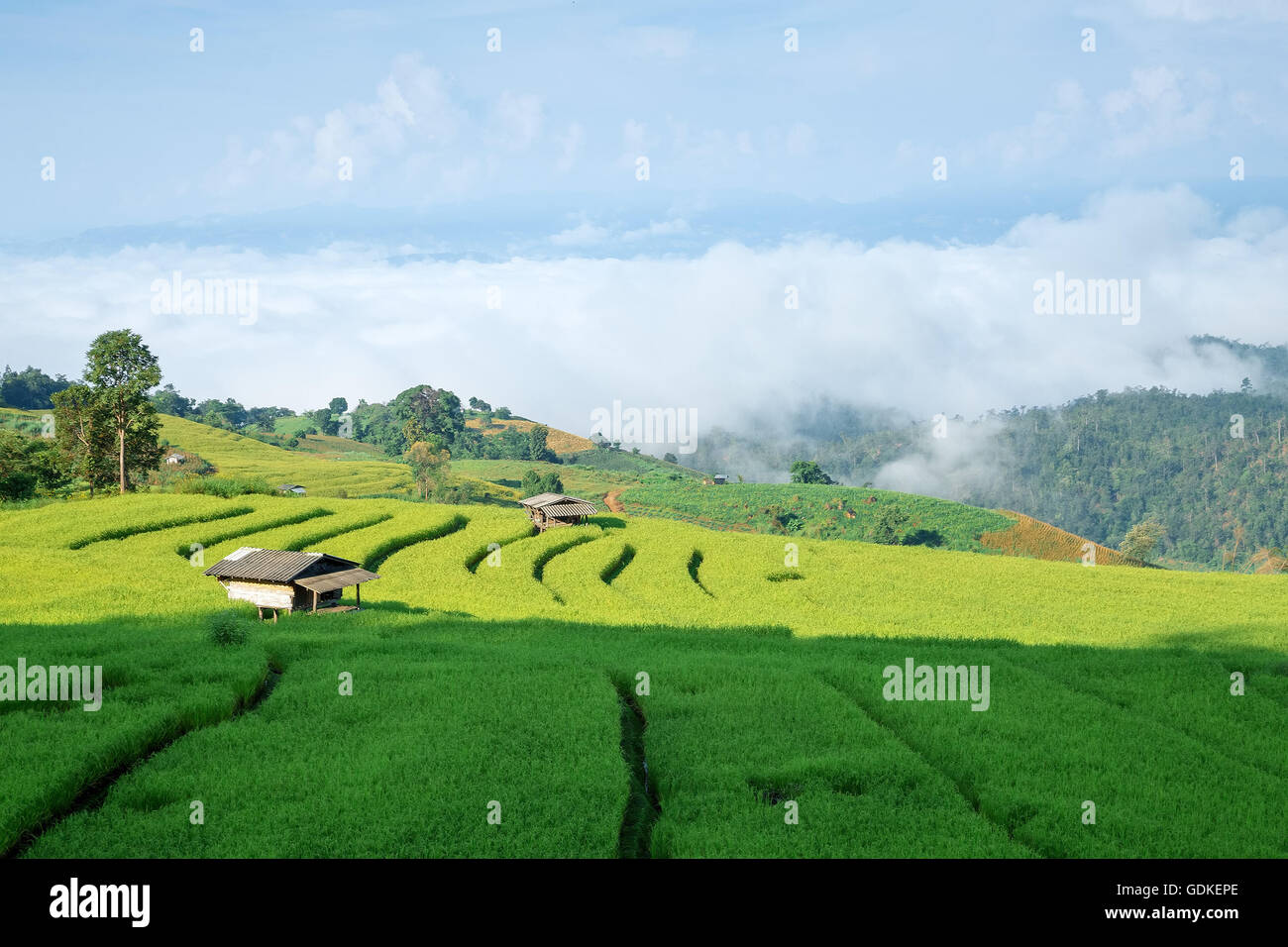 Rice field on the mountain  'Pah Pong Piang' Thailand Stock Photo