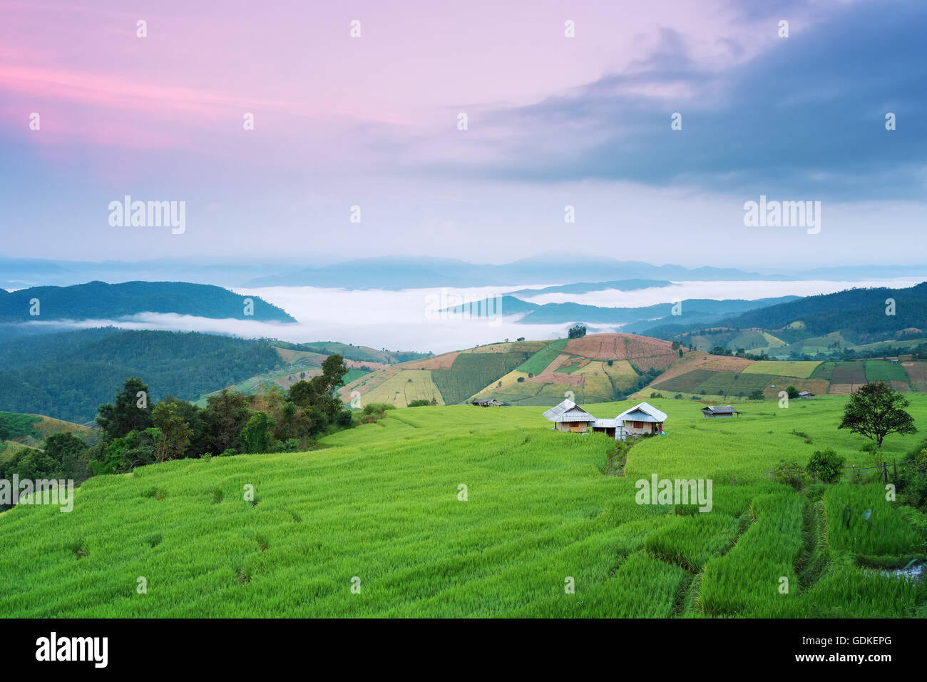 Rice field on the mountain  'Pah Pong Piang' Thailand Stock Photo