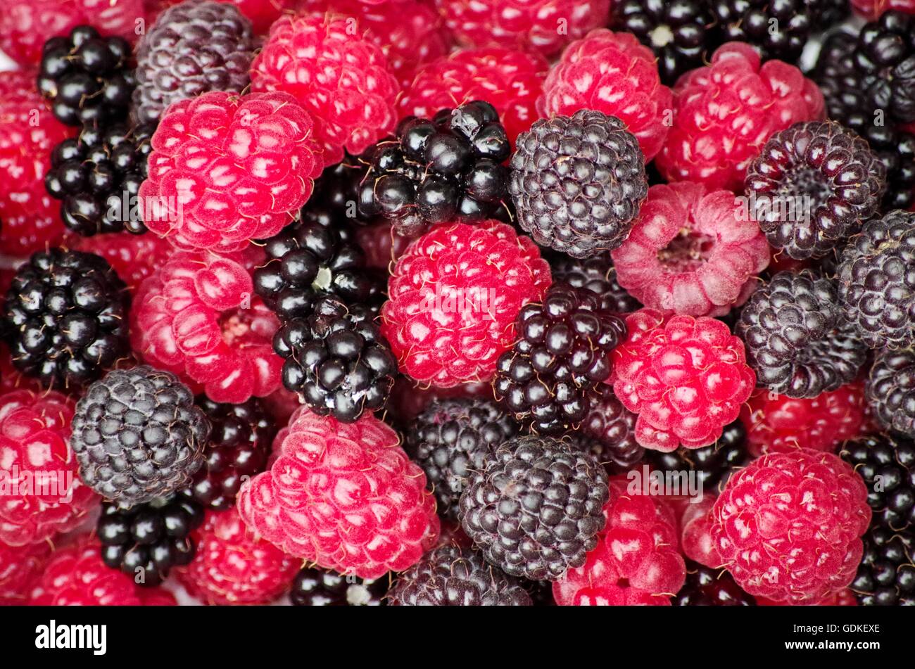Wild berries: red raspberries, black raspberries (black caps) and trailing blackberries. Comox Valley, BC, Canada Stock Photo