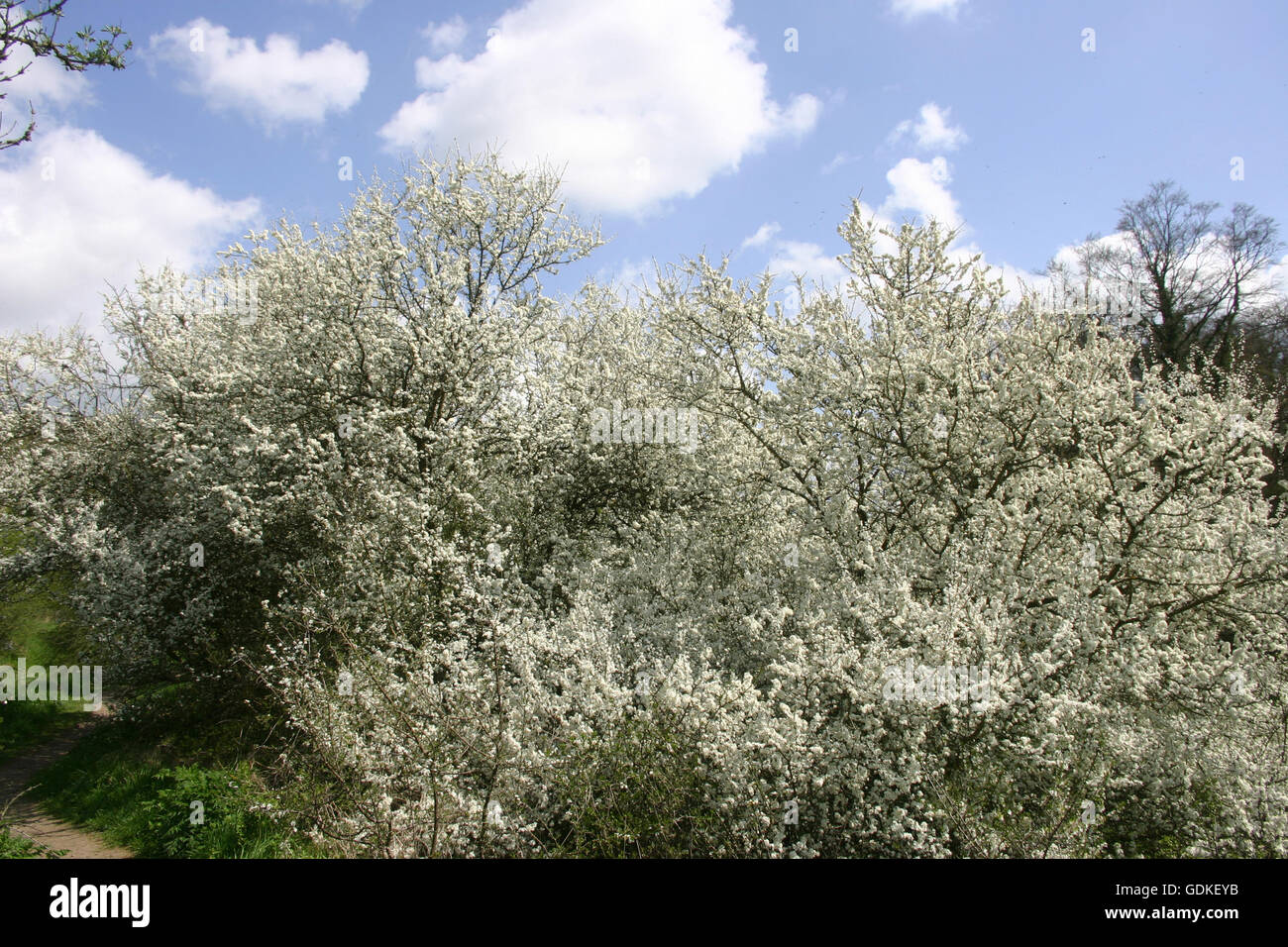 Prunus spinosa tree hi-res stock photography and images - Alamy