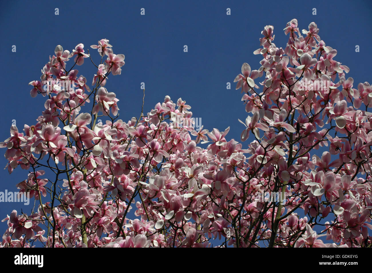 Magnolia flowers with blue sky background Stock Photo - Alamy