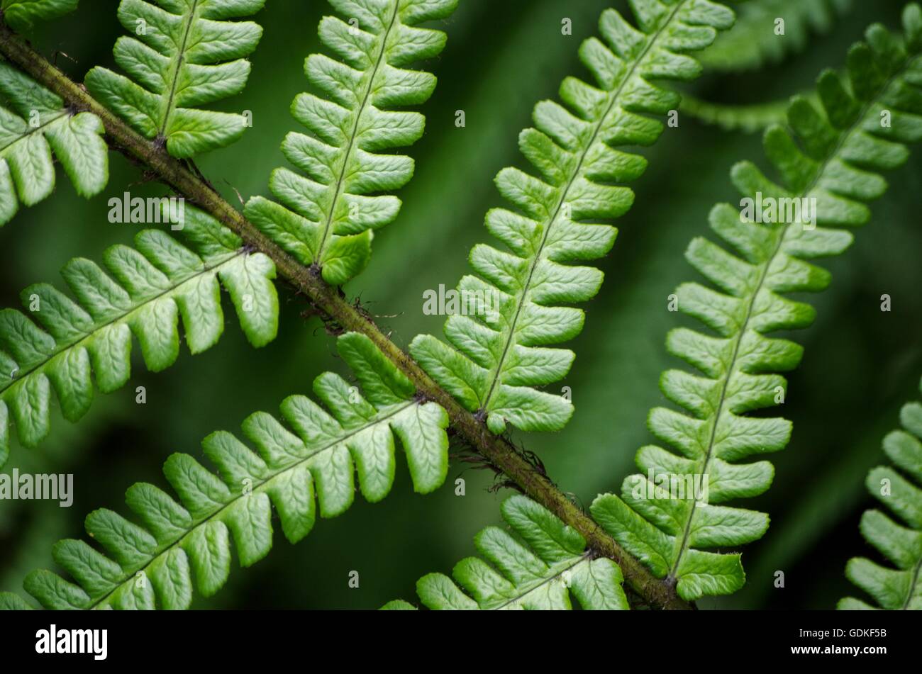 Bracken fern close up. Comox Valley, BC, Canada Stock Photo