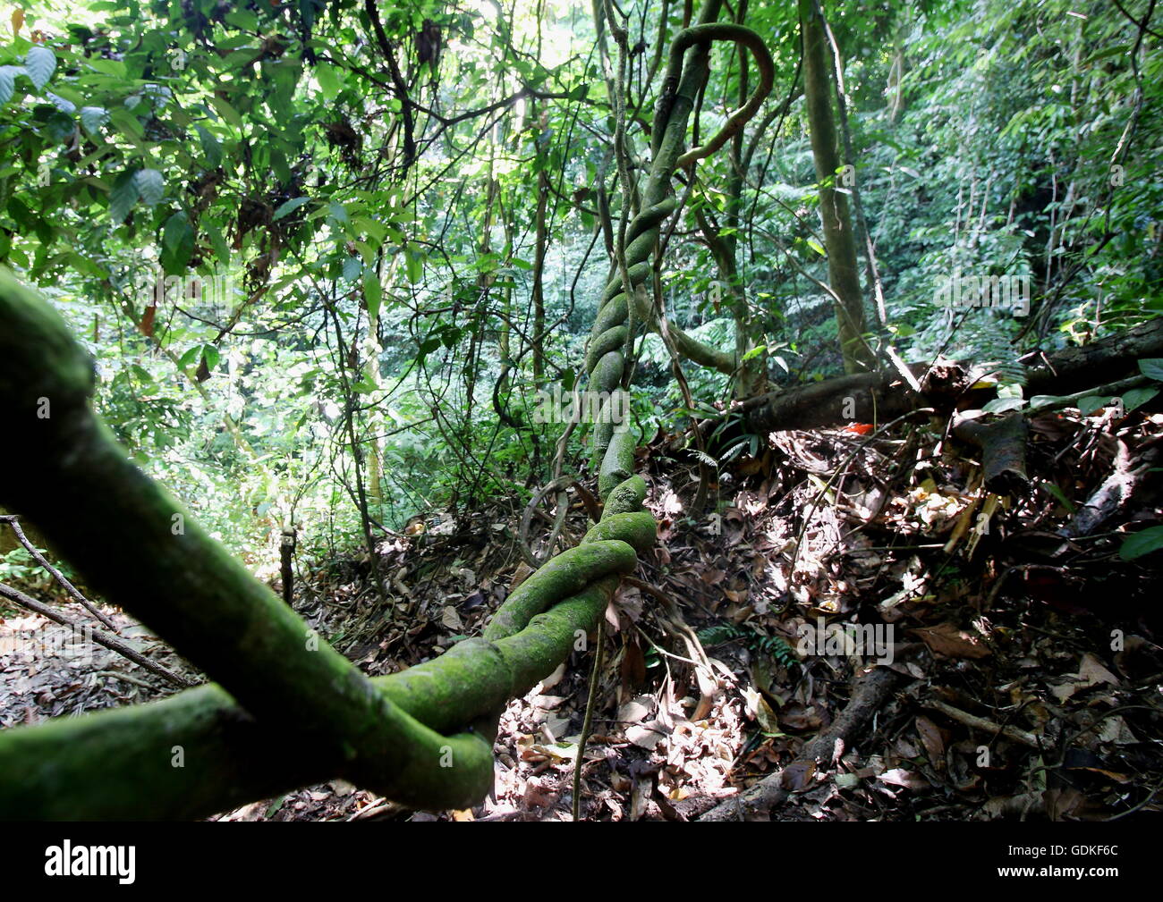 Twisted vine, also called liana, inside a tropical jungle. Stock Photo