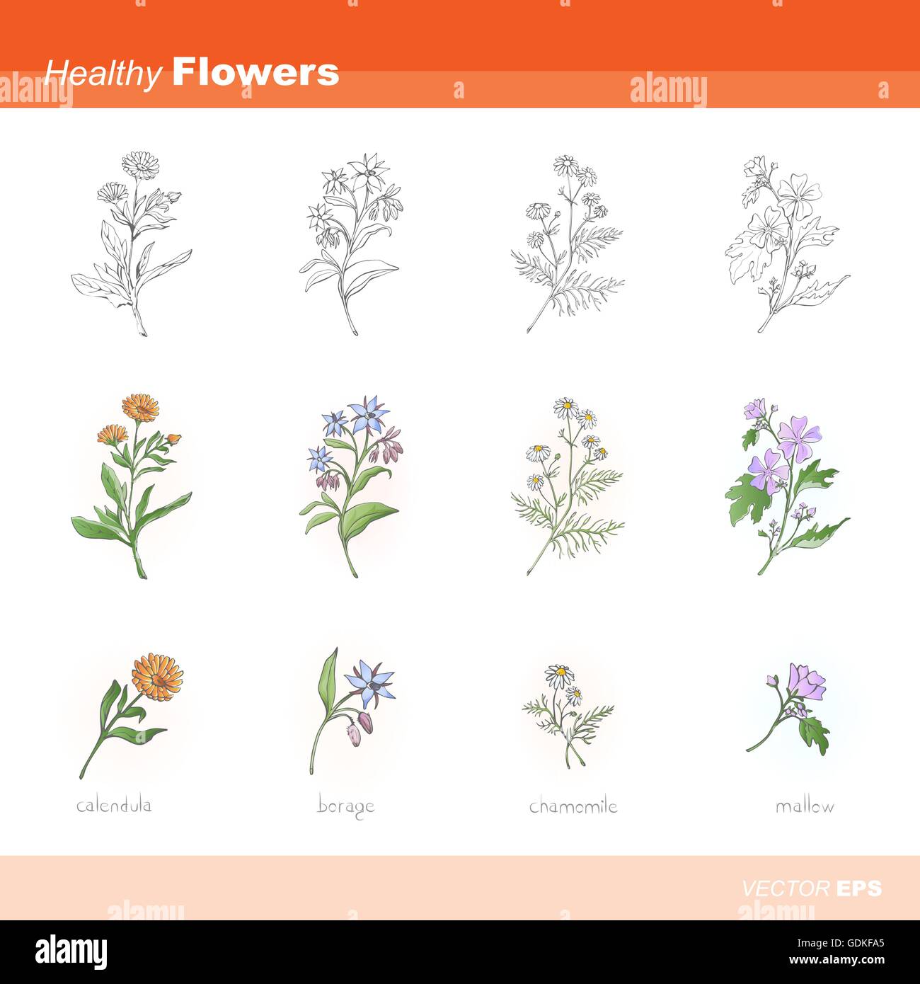 Healthy flowers set: calendula, borage, chamomile and mallow Stock Vector