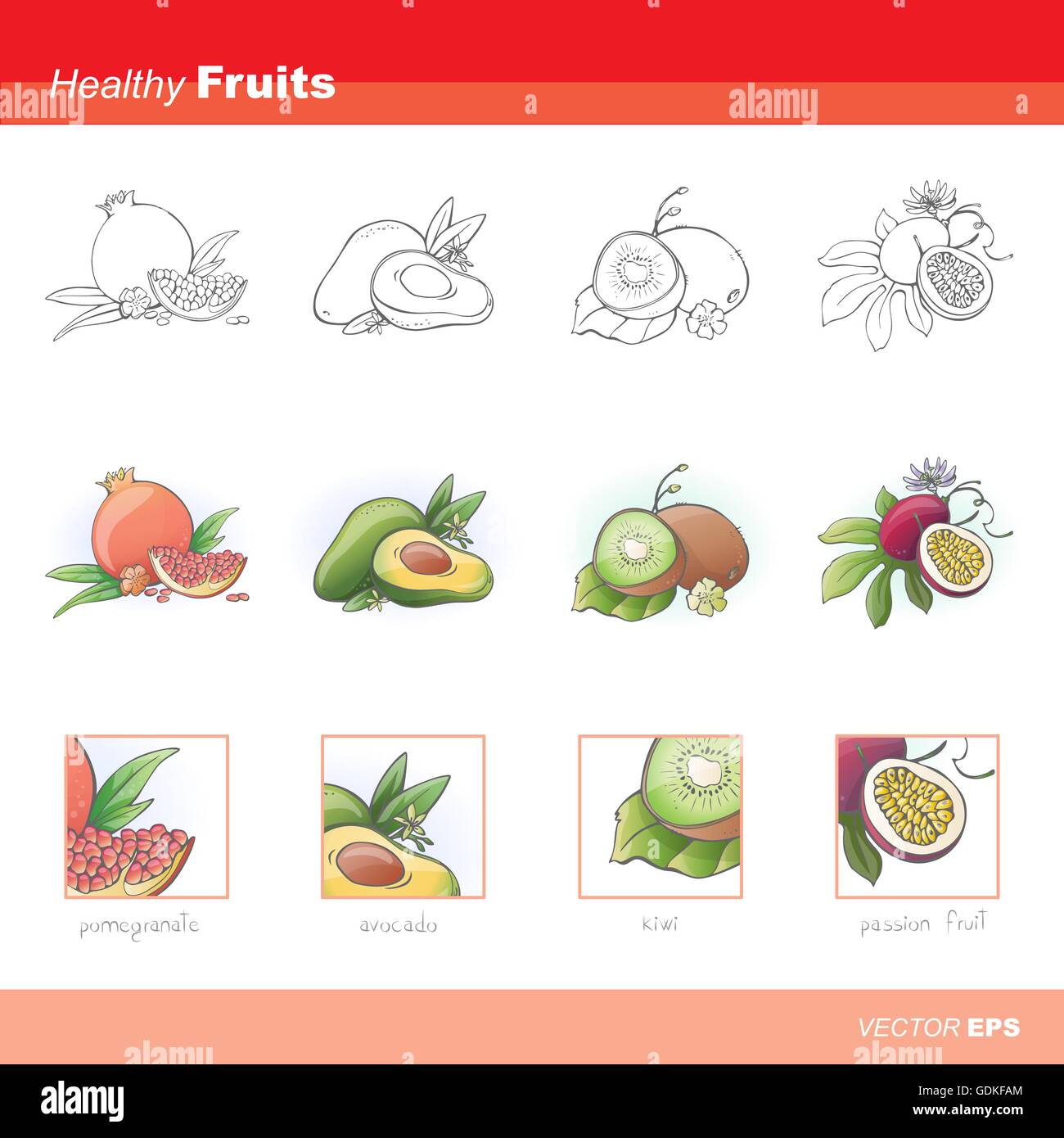 Healthy fruits set: pomegranate, avocado, kiwi and passion fruit Stock Vector