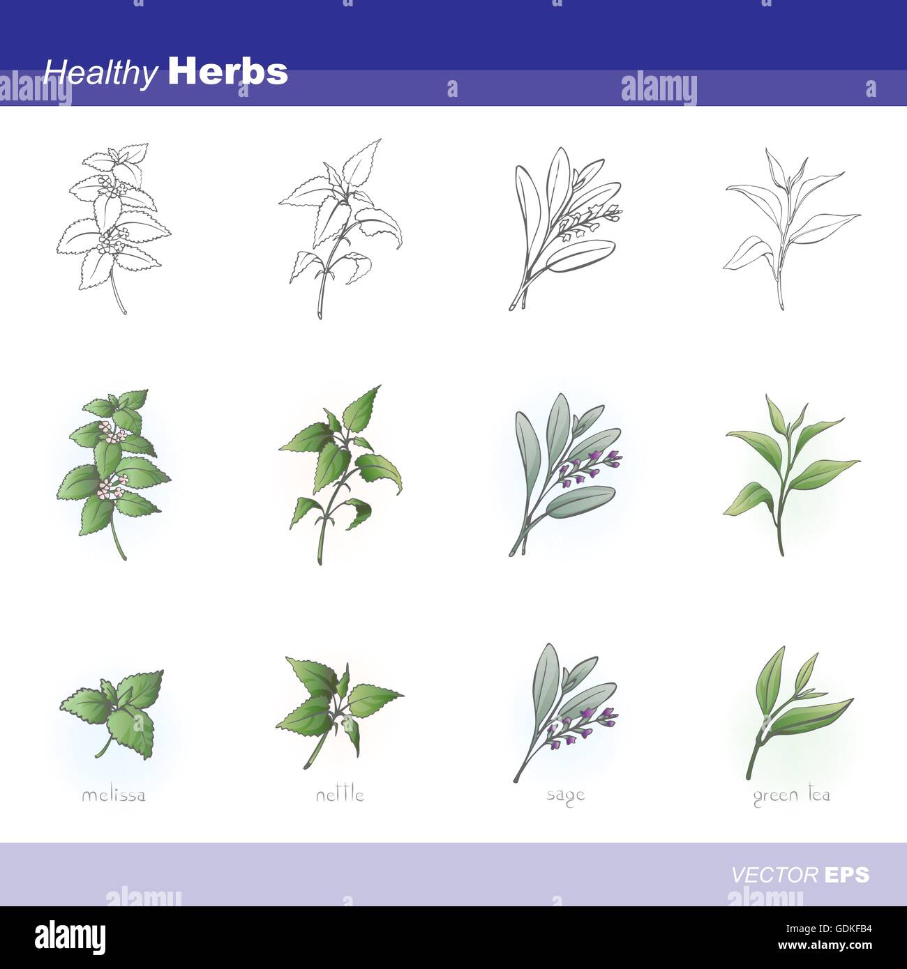 Healthy herbs set: melissa, sage, nettle and green tea Stock Vector