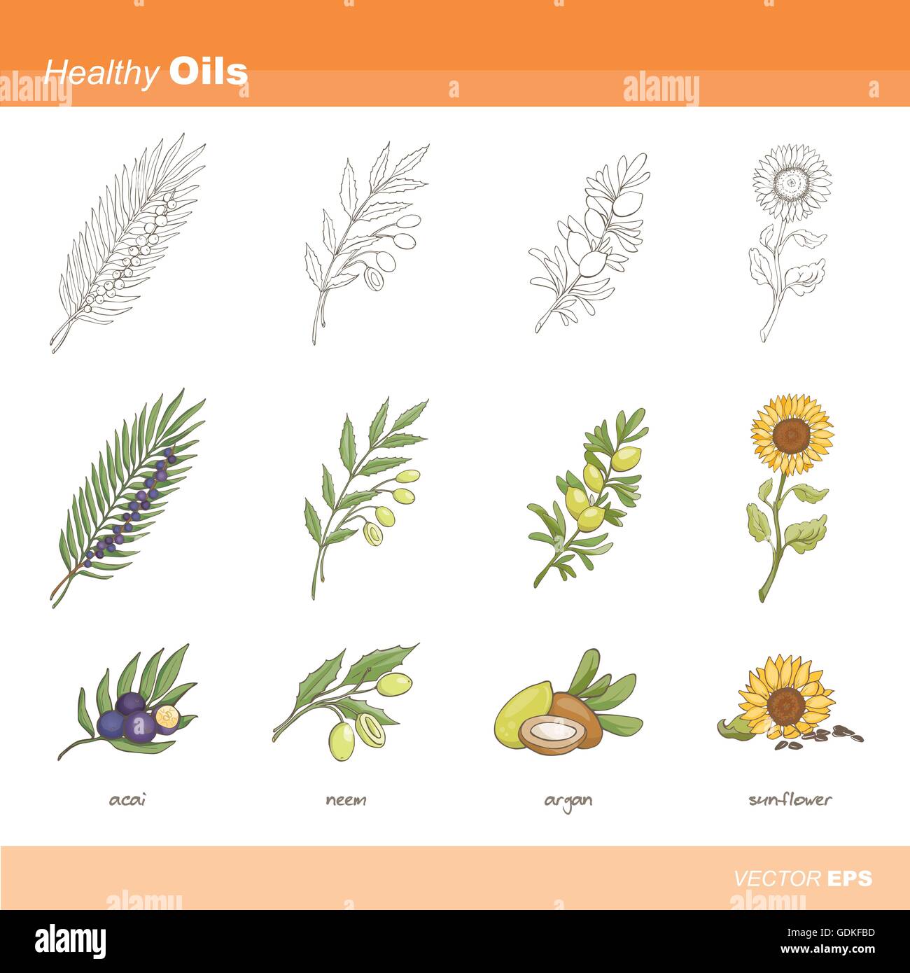 Healthy oils set: acai, neem, argan and sunflower Stock Vector