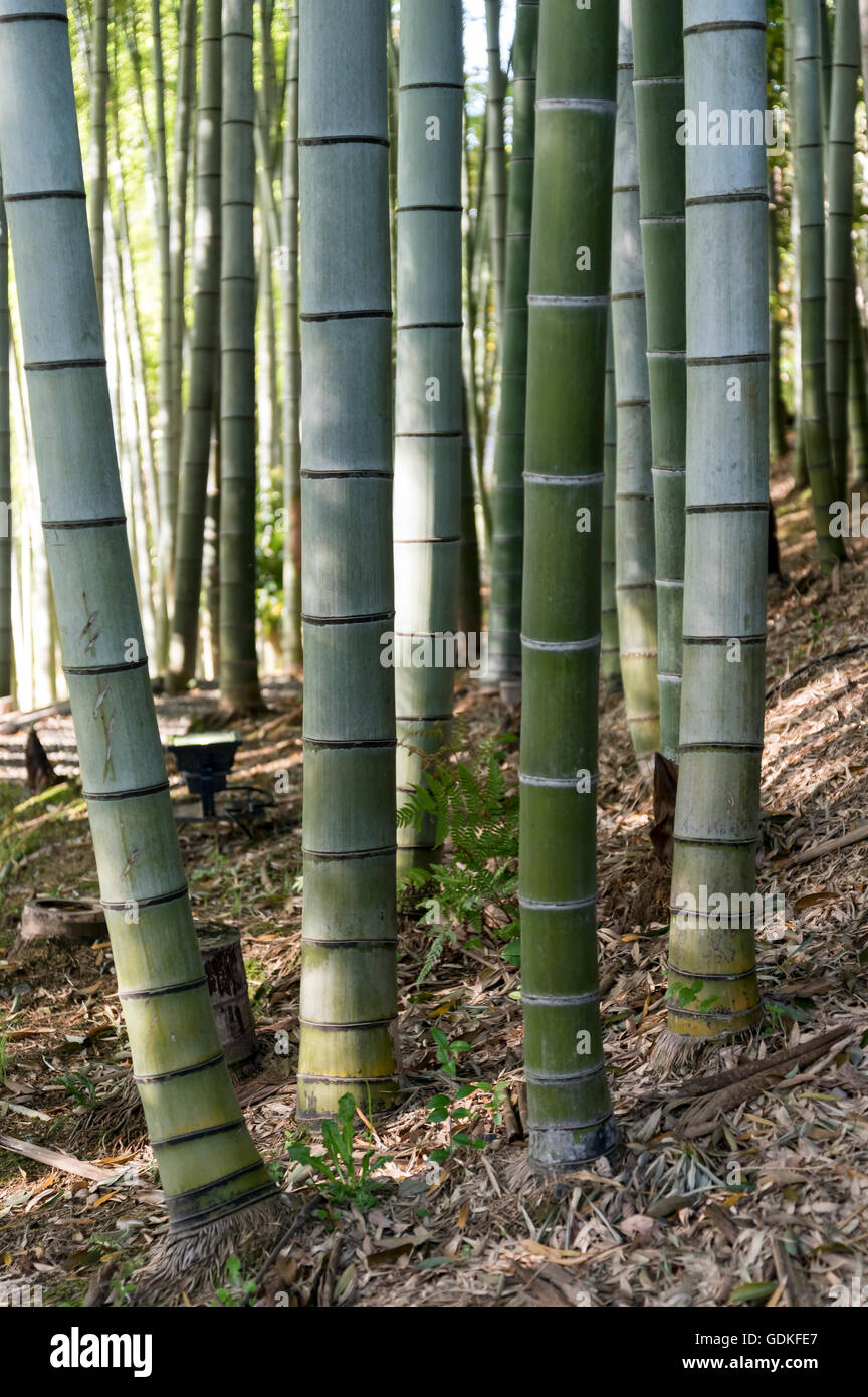 Bamboo grove at Kodaiji (Kodaiji) temple garden, Kyoto, Japan Stock