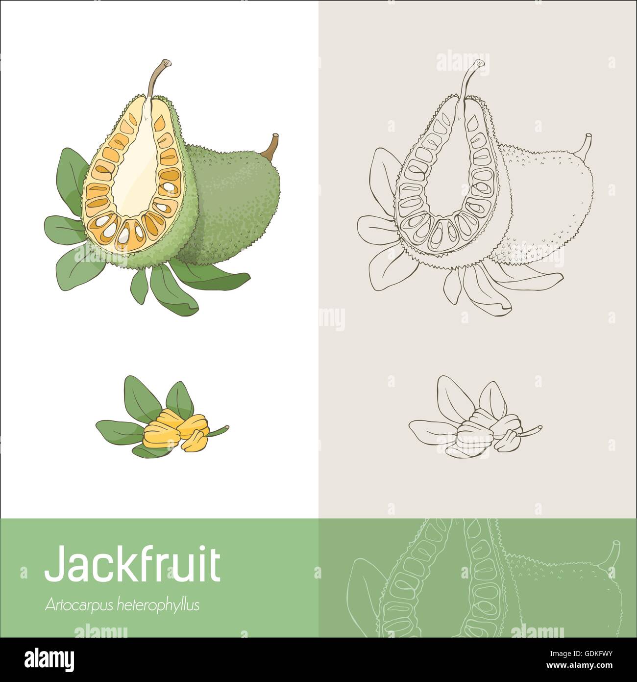 Jackfruit section fruit with leaves and seeds, hand made botanical drawing Stock Vector