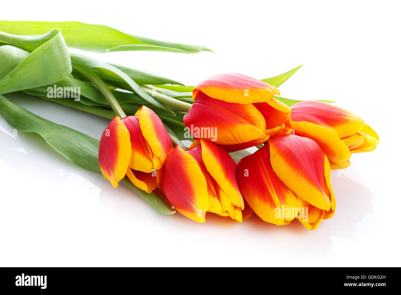 bunch of tulips on white background Stock Photo - Alamy