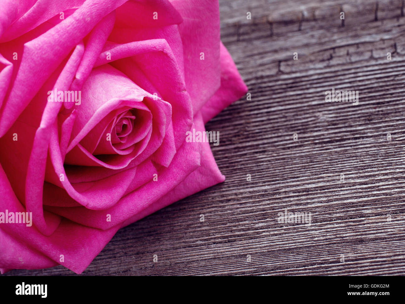 pink rose head on the wooden background Stock Photo