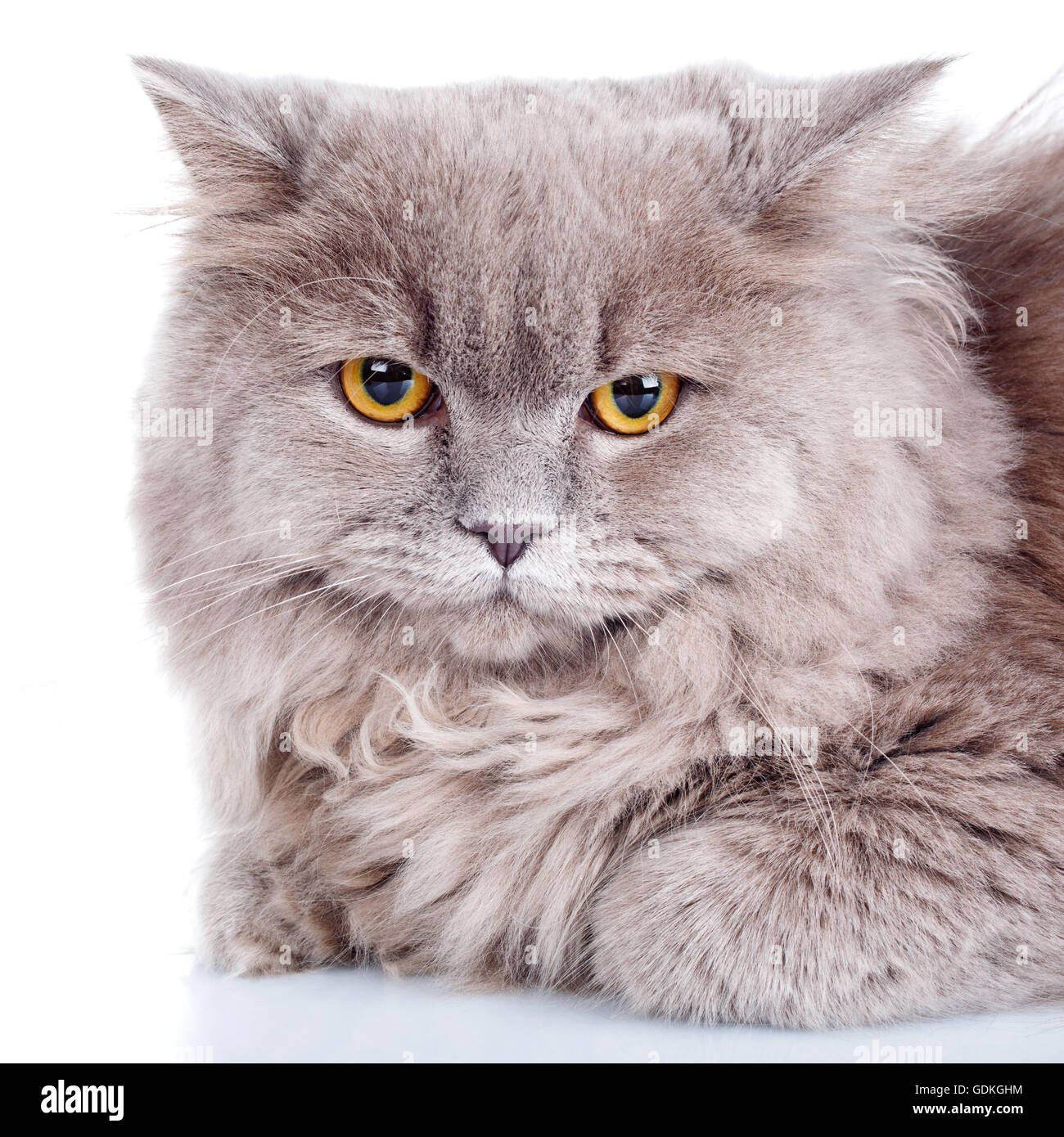 gray cat with yellow eyes on a white background Stock Photo - Alamy
