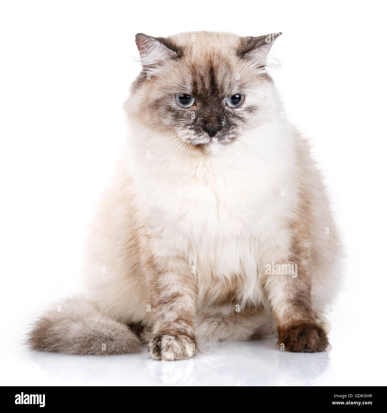 gray cat with blue eyes on a white background Stock Photo - Alamy