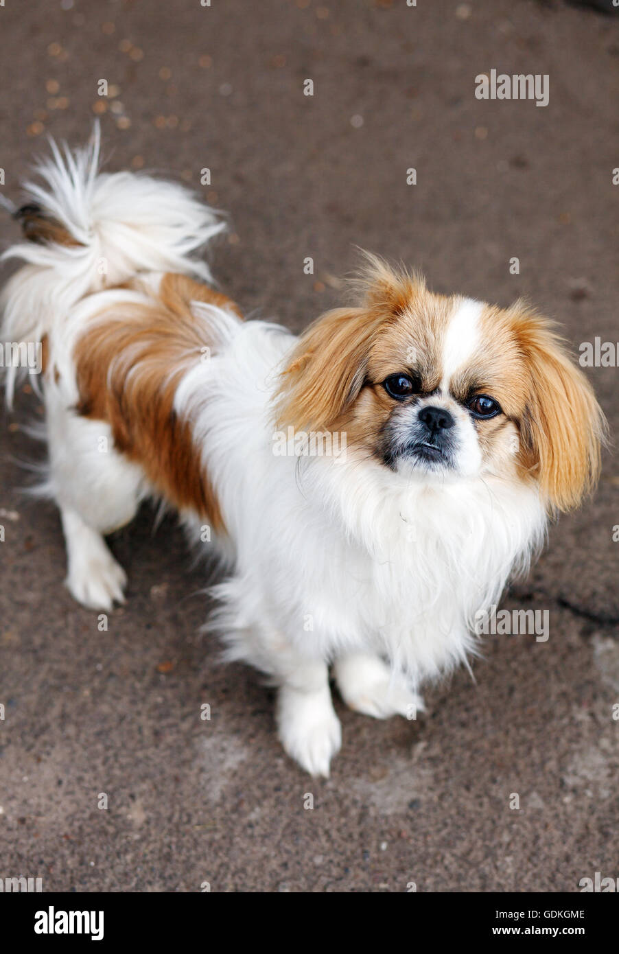 Funny red-haired pekingese dog Stock Photo