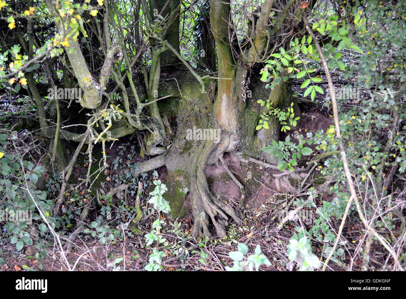 Tangled roots Stock Photo