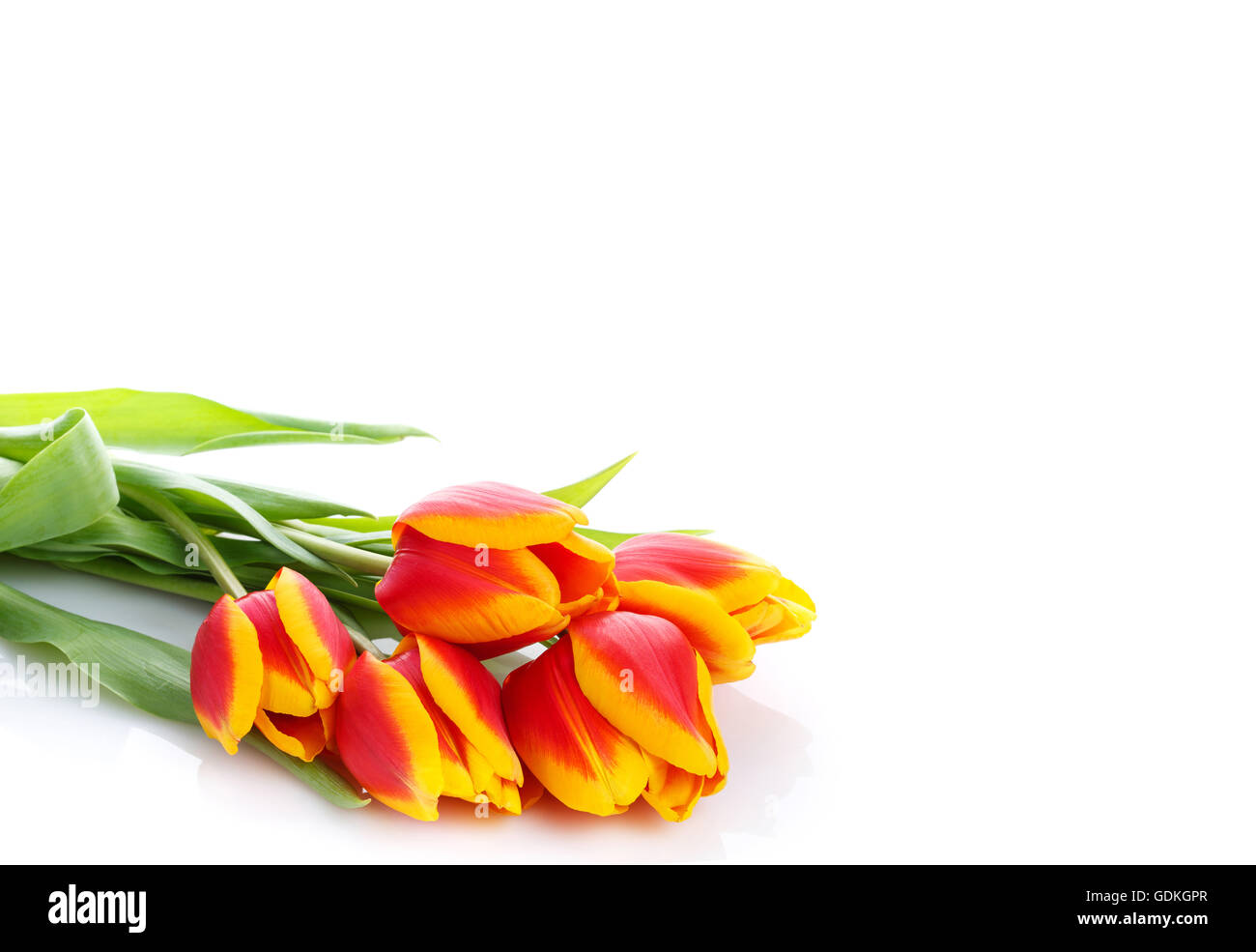 bunch of tulips on white background Stock Photo - Alamy
