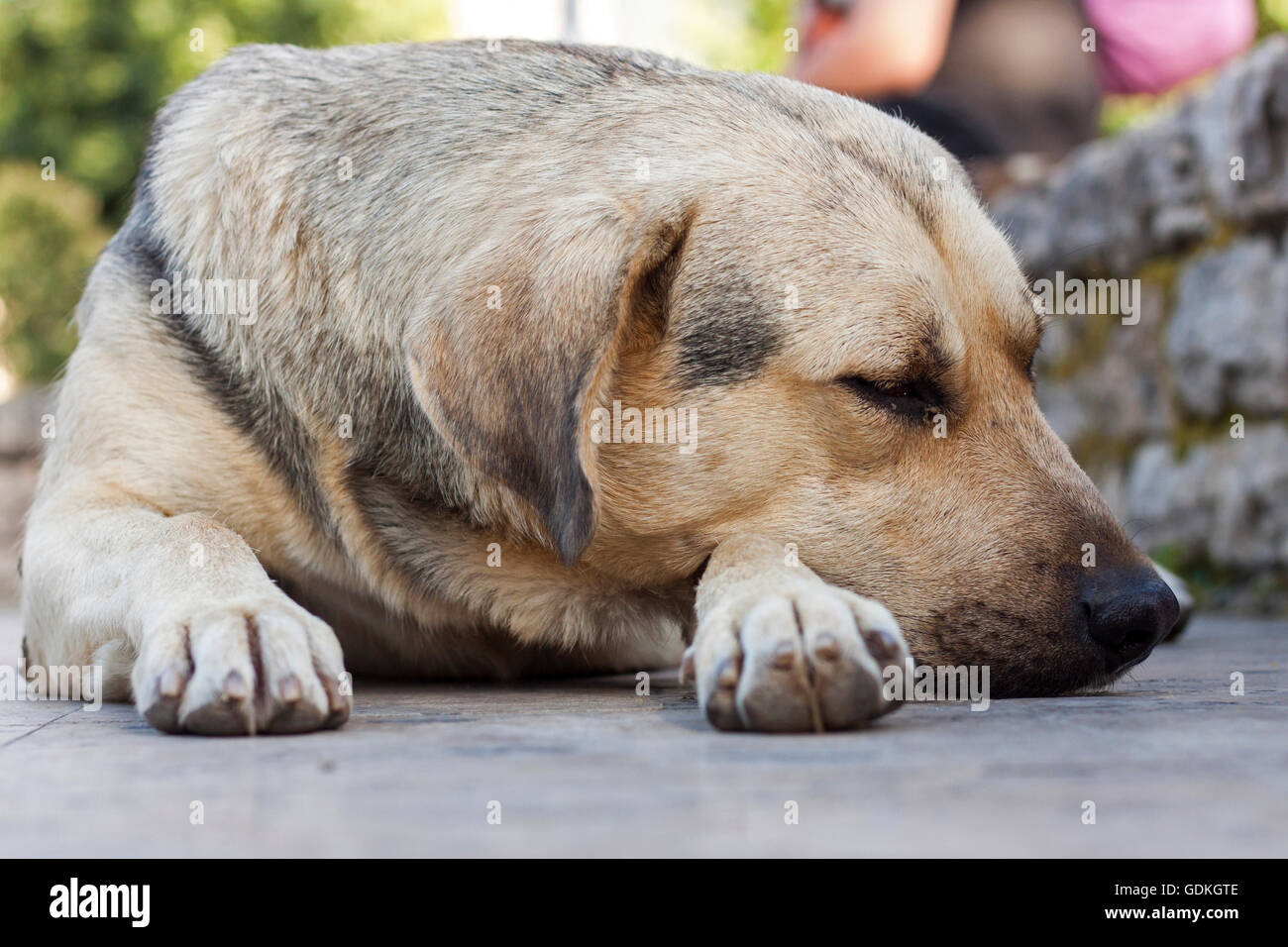 Big homeless dog sleep on the street with head over paws Stock Photo Alamy