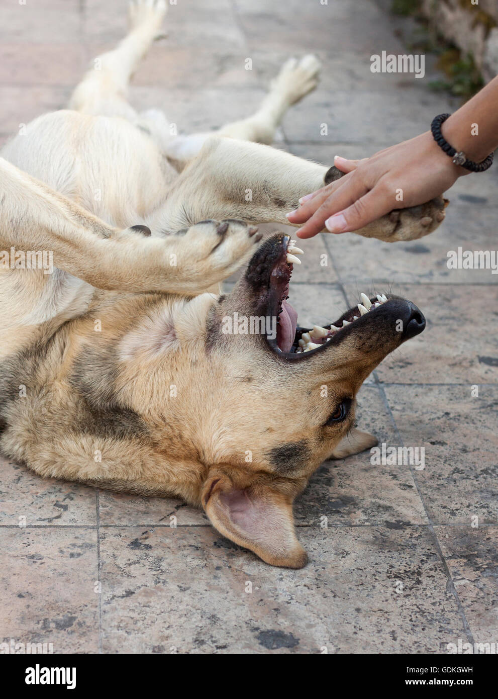 Very happy dog with open mouth rolling over floor and playing with a