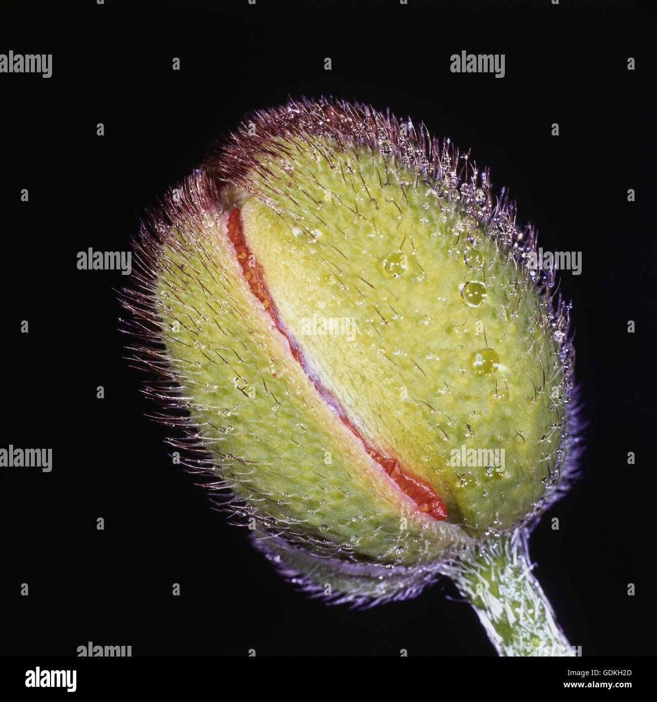botany, poppy, (Papaver), Oriental poppy, (Papaver orientale), bud, close-up, studio shot, Stock Photo