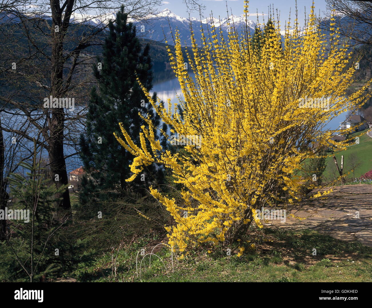 geography / travel, Austria, Carinthia, landscape / landscapes, Lake Millstatt, landscape with blooming genista, Stock Photo