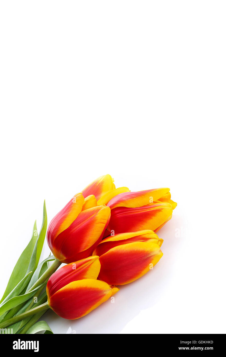 bunch of tulips on white background Stock Photo - Alamy