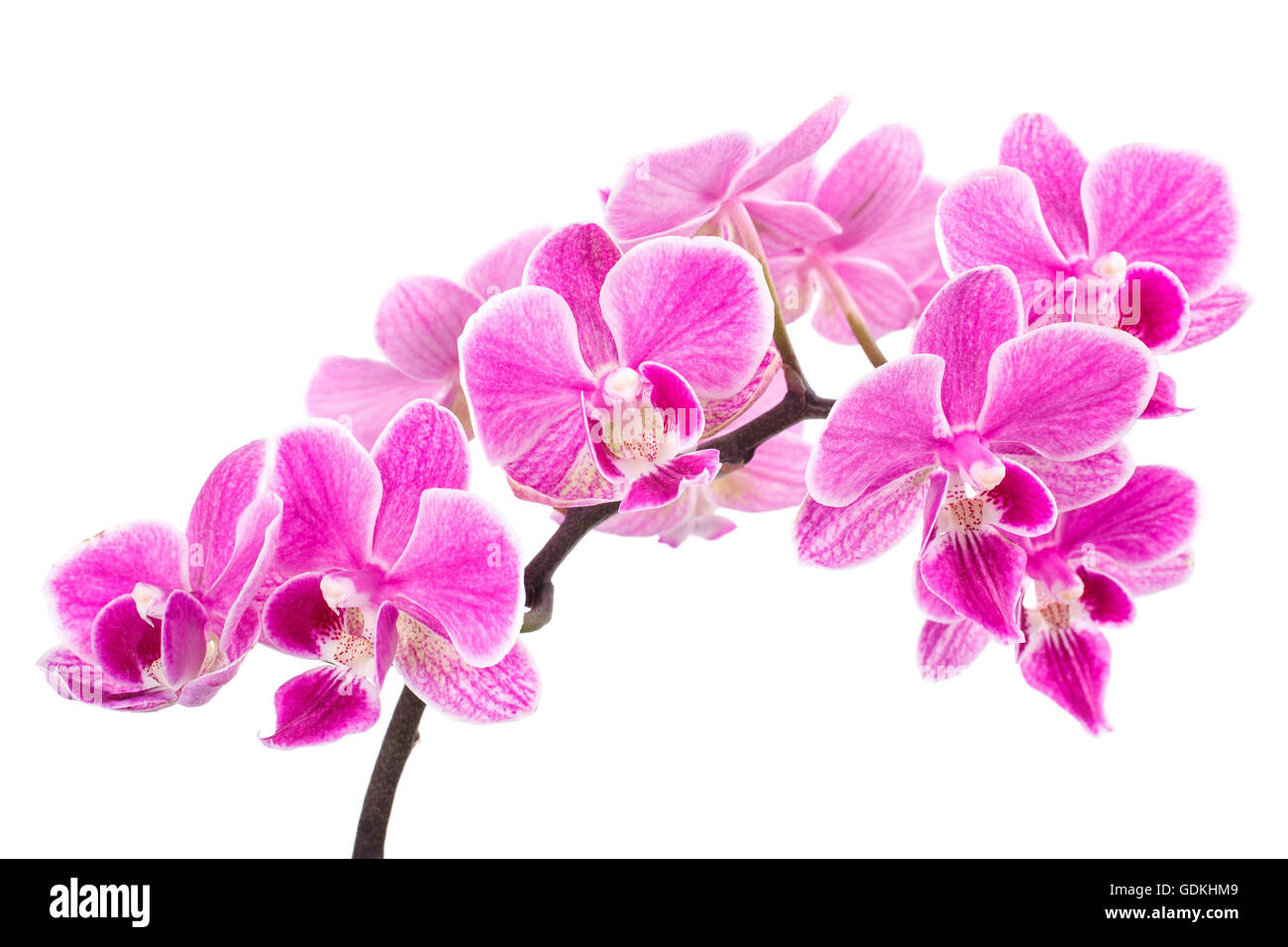 branch of pink orchids isolated on a white background Stock Photo - Alamy