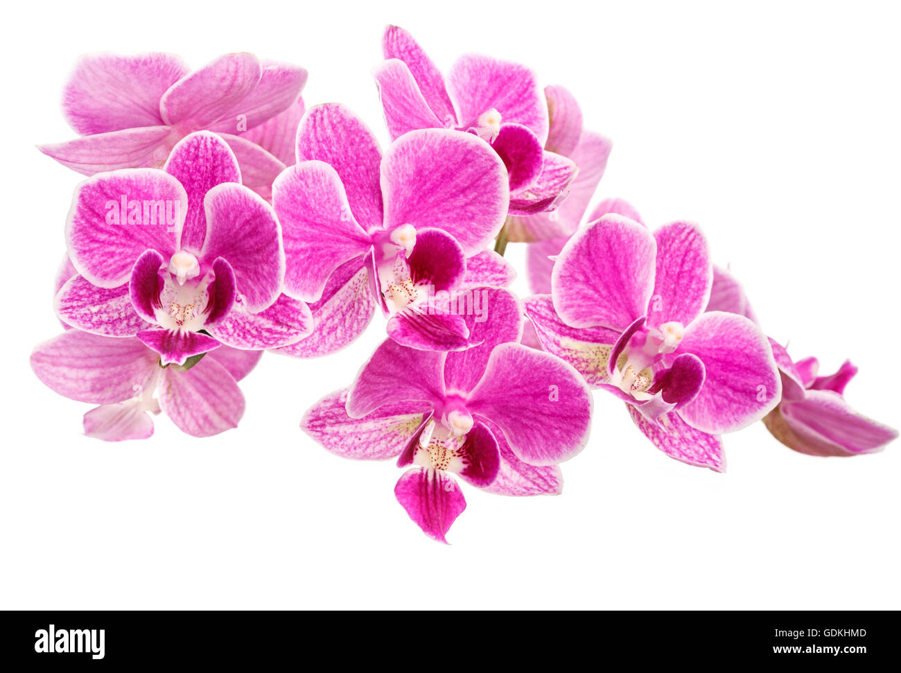 branch of pink orchids isolated on a white background Stock Photo - Alamy