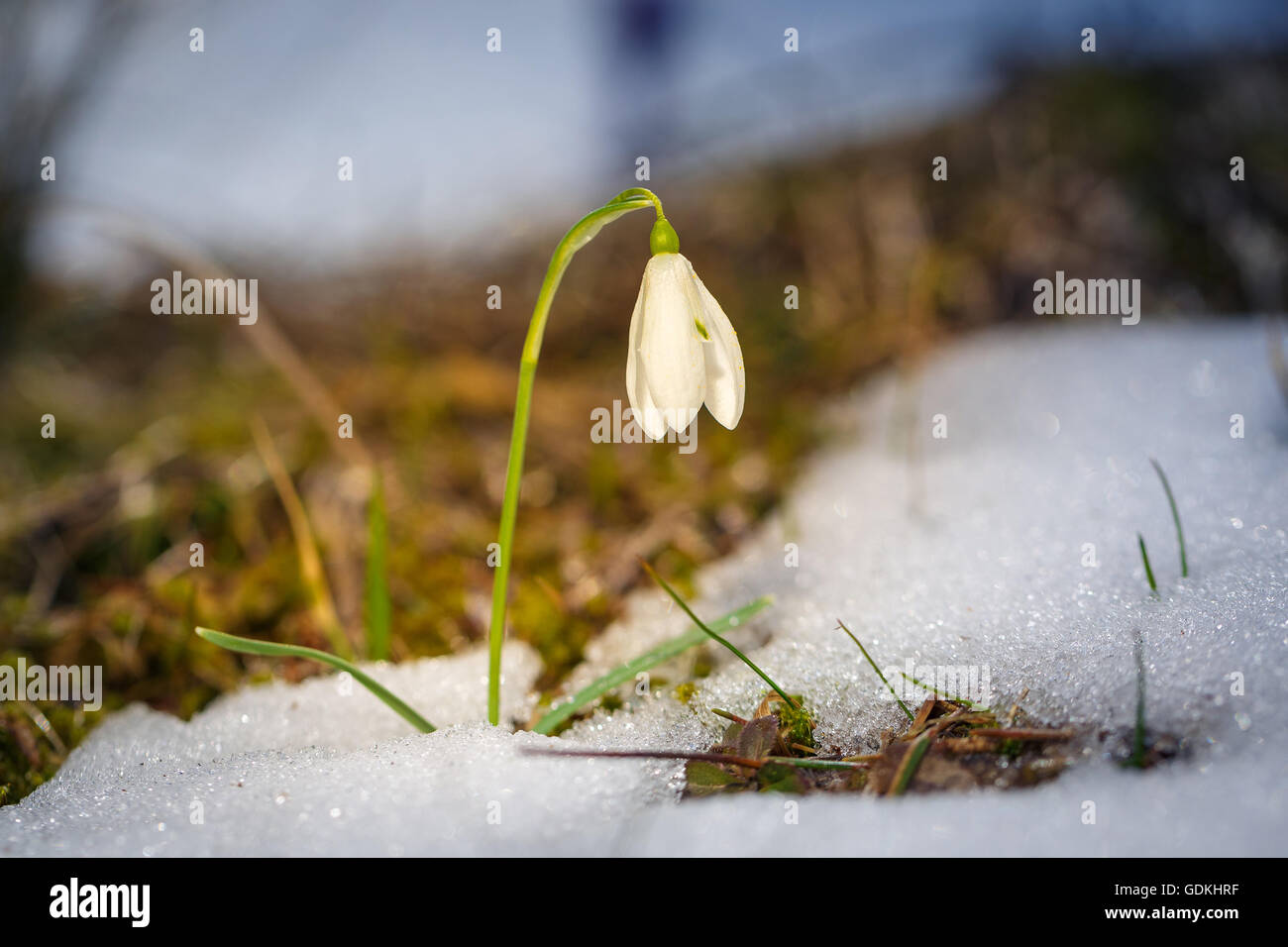 Spring snowdrop flowers blooming in sunny day Stock Photo