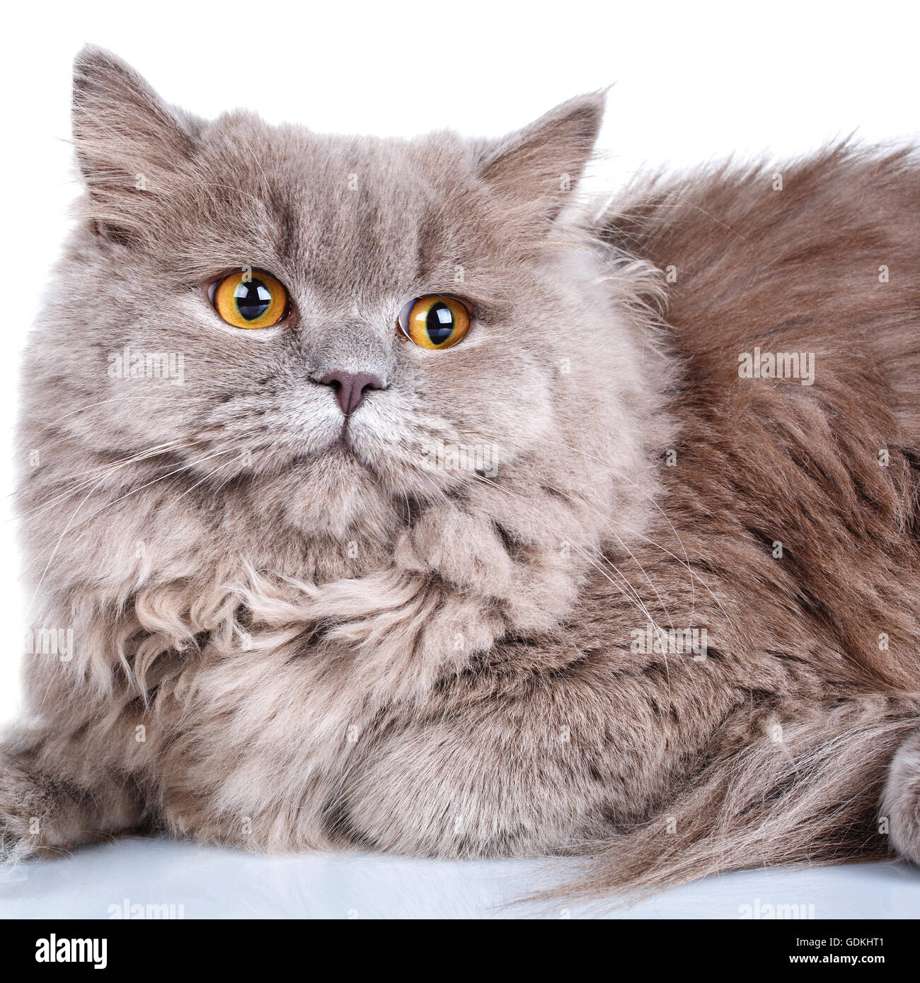 gray cat with yellow eyes on a white background Stock Photo - Alamy