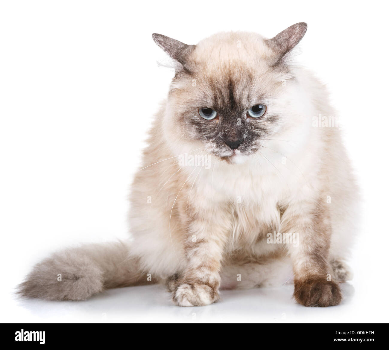 gray cat with blue eyes on a white background Stock Photo - Alamy
