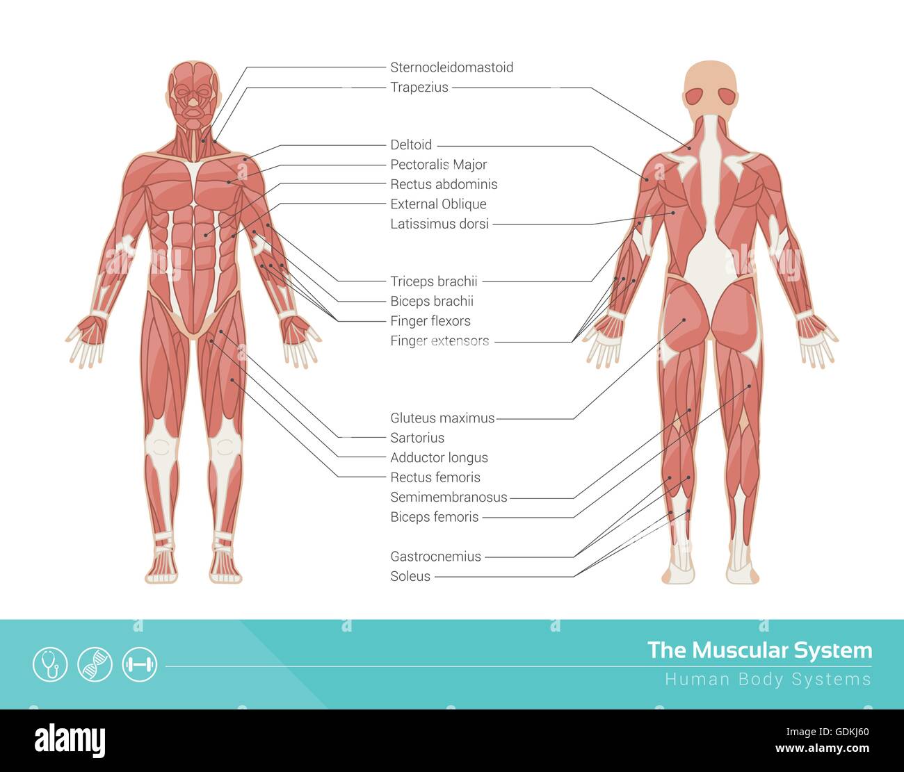 The human muscular system vector illustration, front and rear view Stock Vector