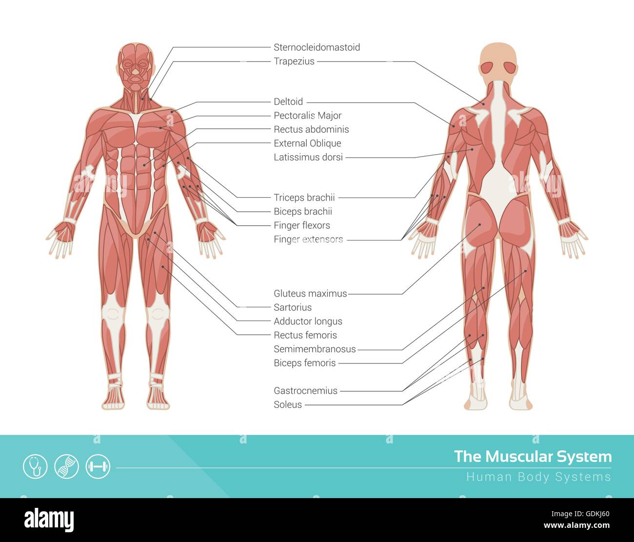 The Human Muscular System Vector Illustration Front And Rear View Stock Vector Image Art Alamy