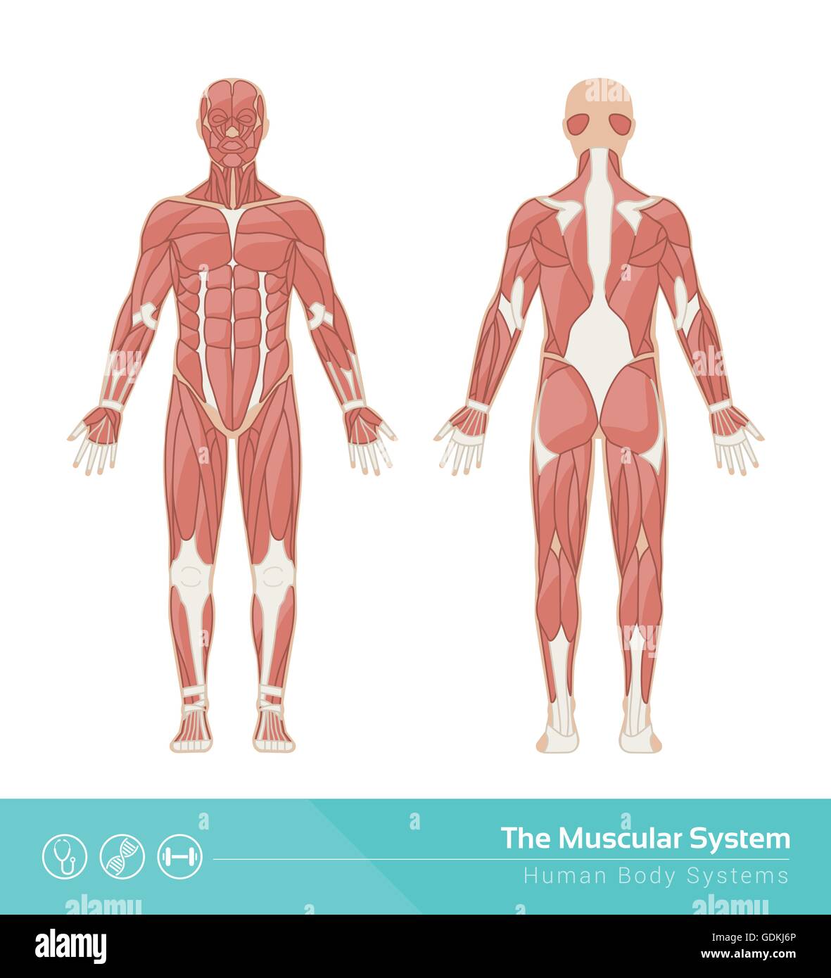 The human muscular system vector illustration, front and rear view Stock Vector