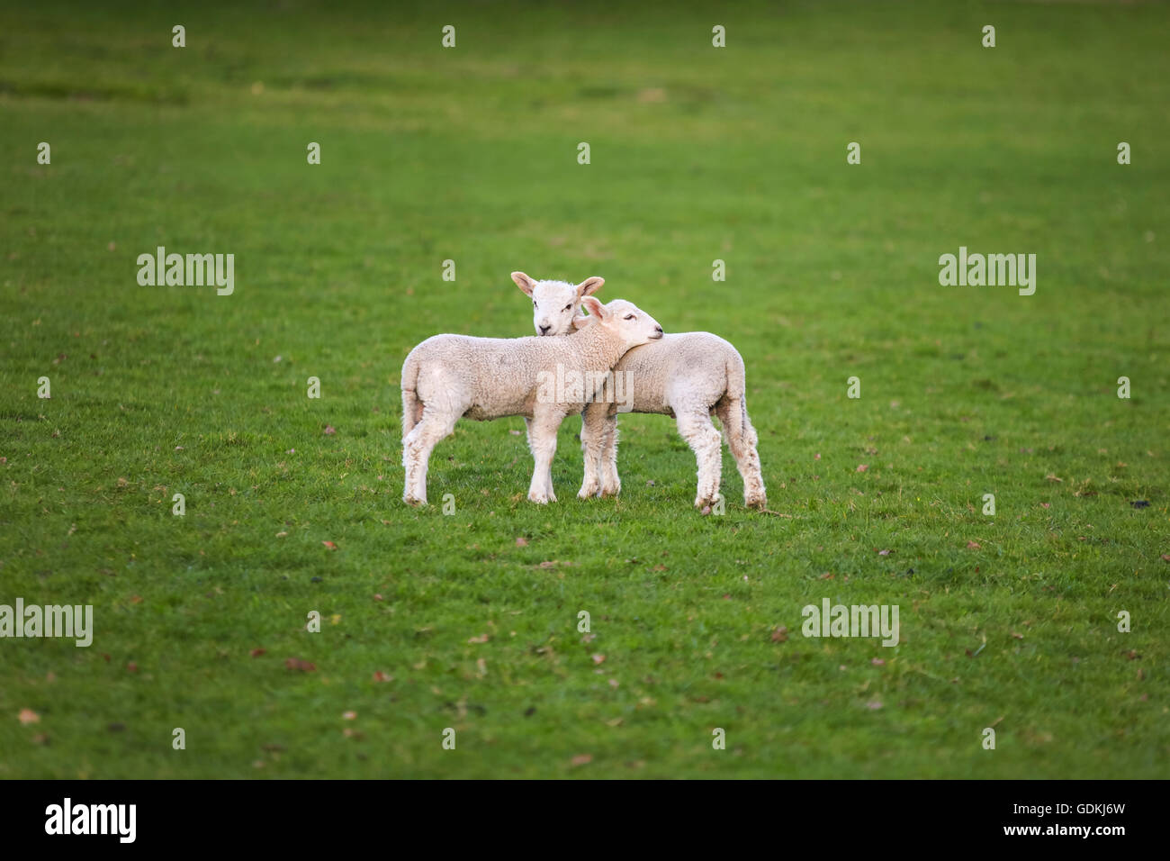 Two young baby spring lambs and sheep in a green farm field Stock Photo ...