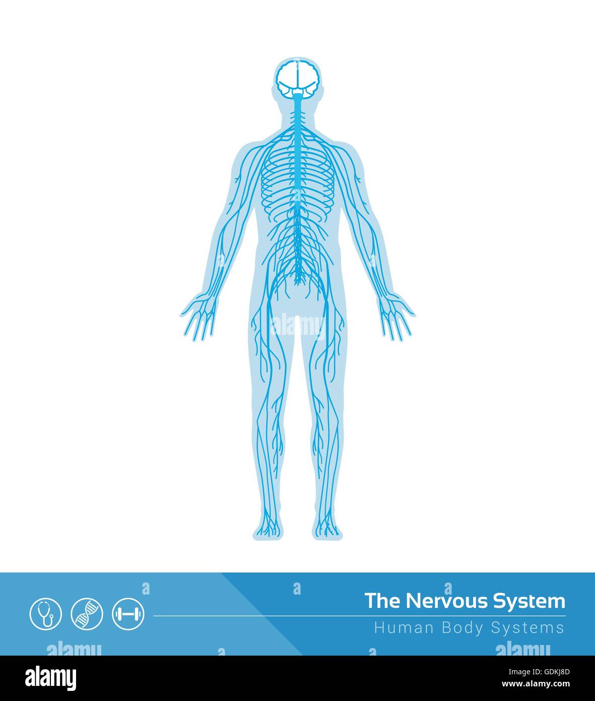 The human nervous system vector medical illustration Stock Vector