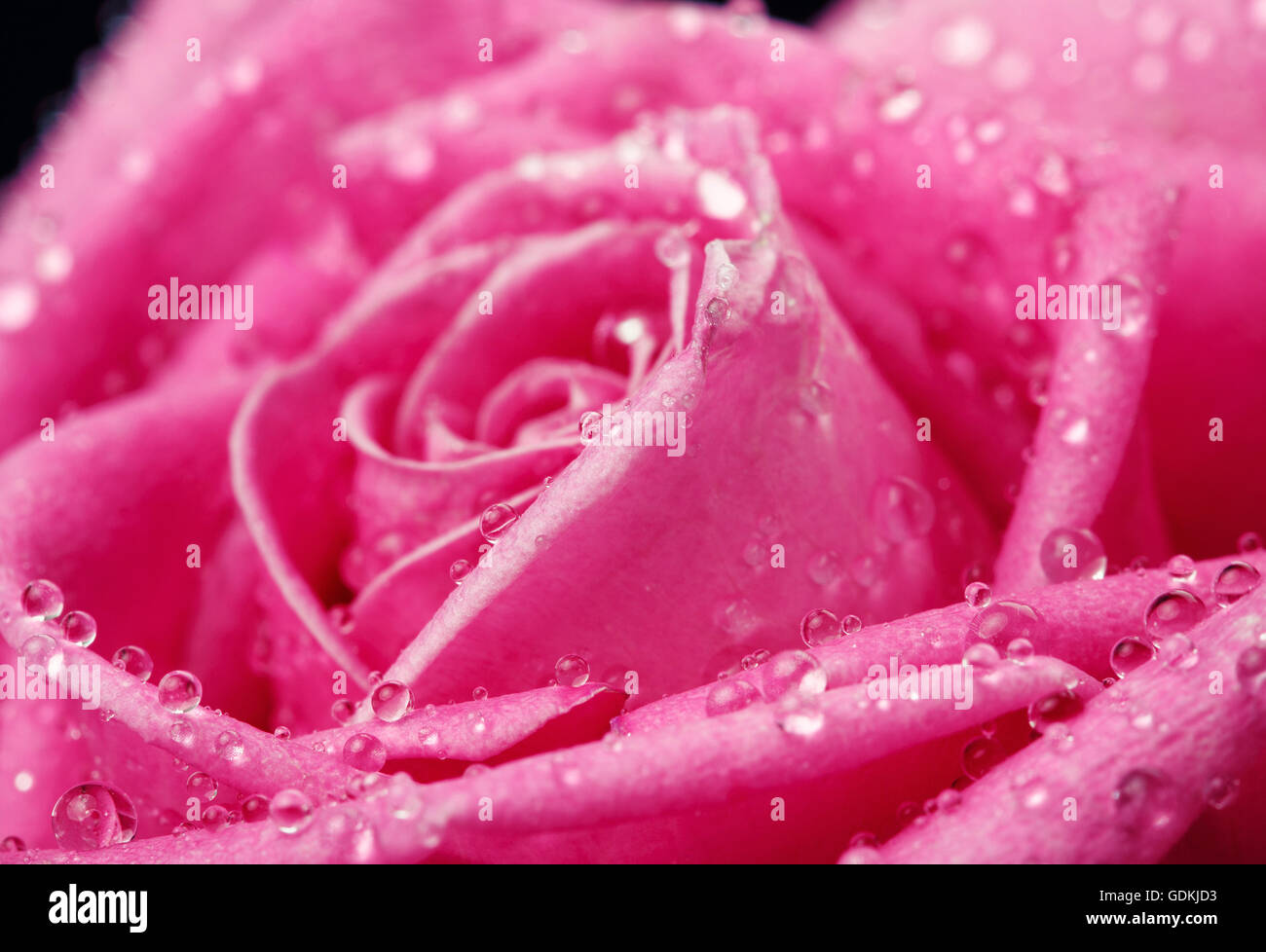 Pink rose close-up as background Stock Photo - Alamy