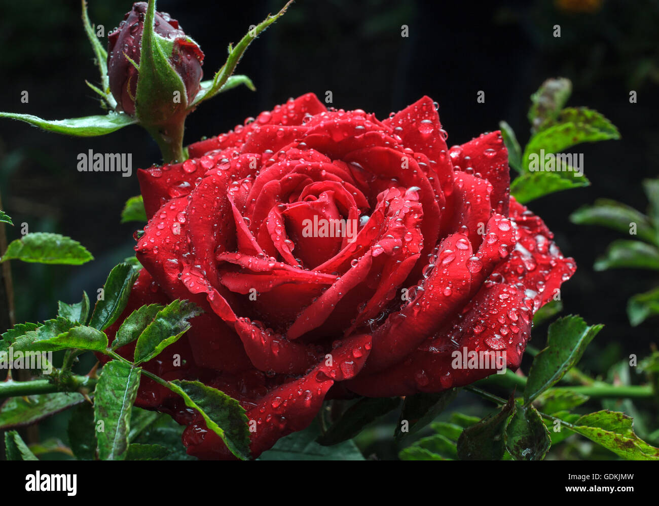 Garden red rose with dew drops Stock Photo - Alamy