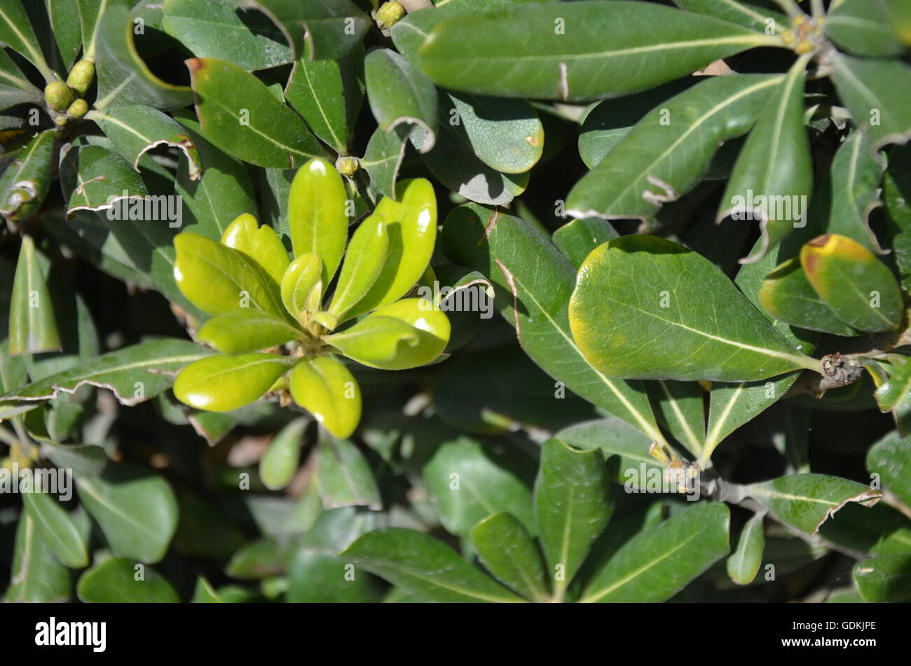 Dark green leaf hi-res stock photography and images - Alamy