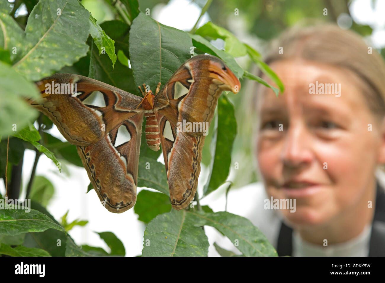 woman looking at Atlas moth (Attacus atlas), Mainau Island, Lake Constance, Baden-Wuerttemberg, Germany Stock Photo