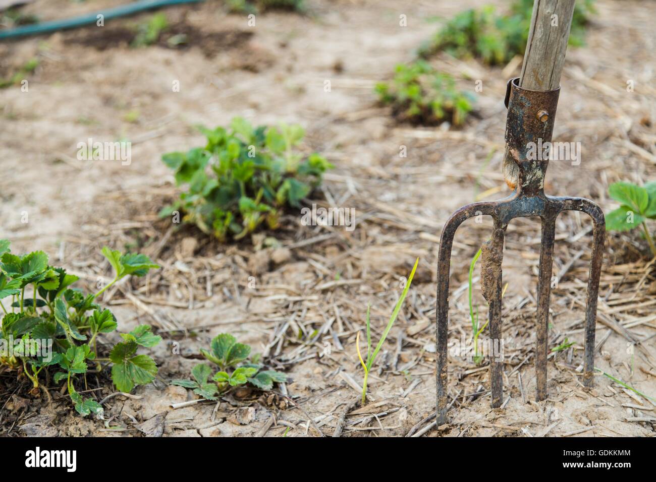 Pitchfork in the ground closeup Stock Photo Alamy