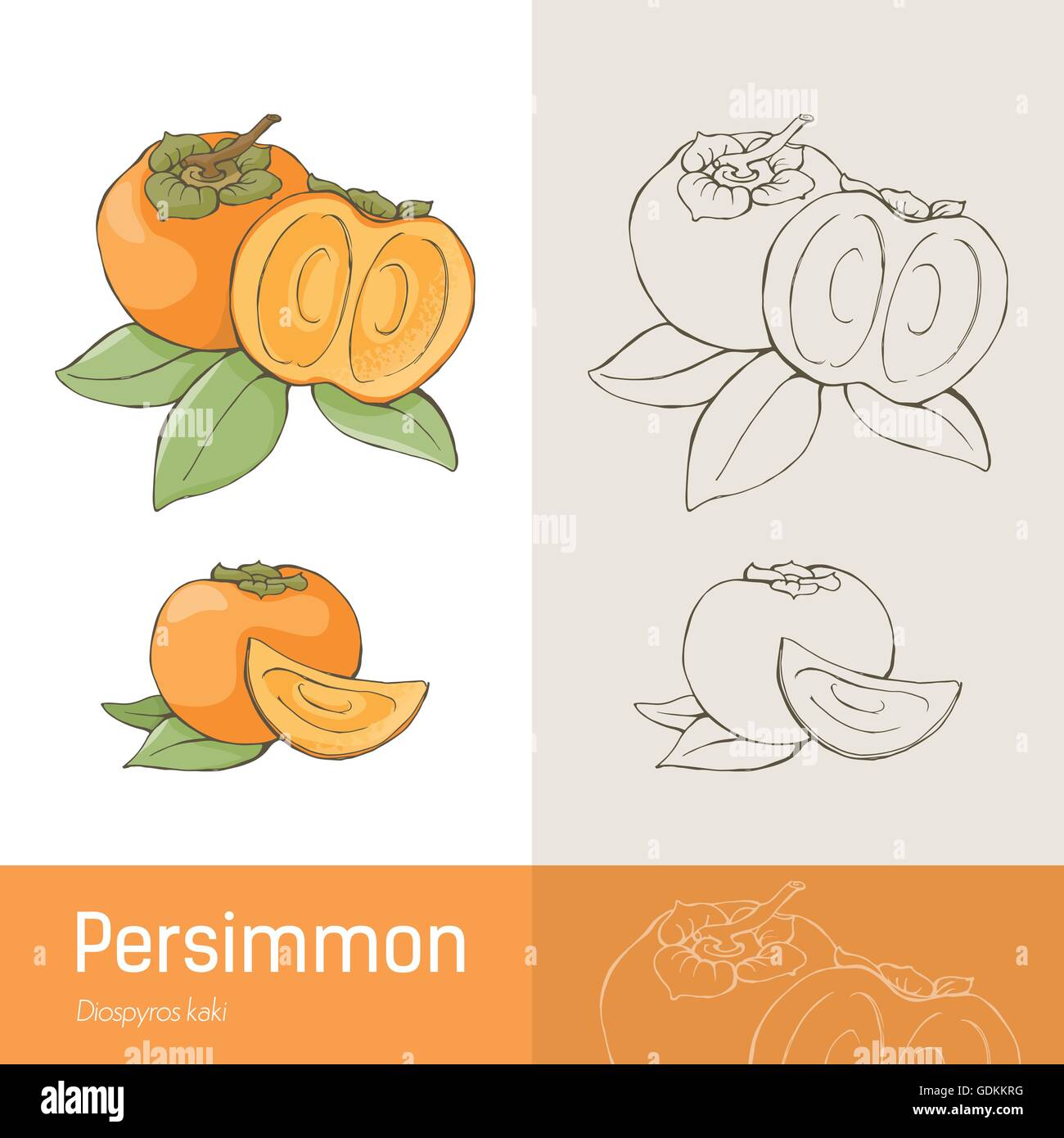 Persimmon tasty fruit and leaves botanical drawing Stock Vector