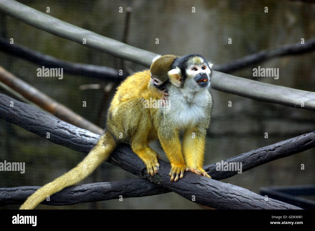 Baby squirrel monkey riding on mama's back at the Lowry Park Zoo in