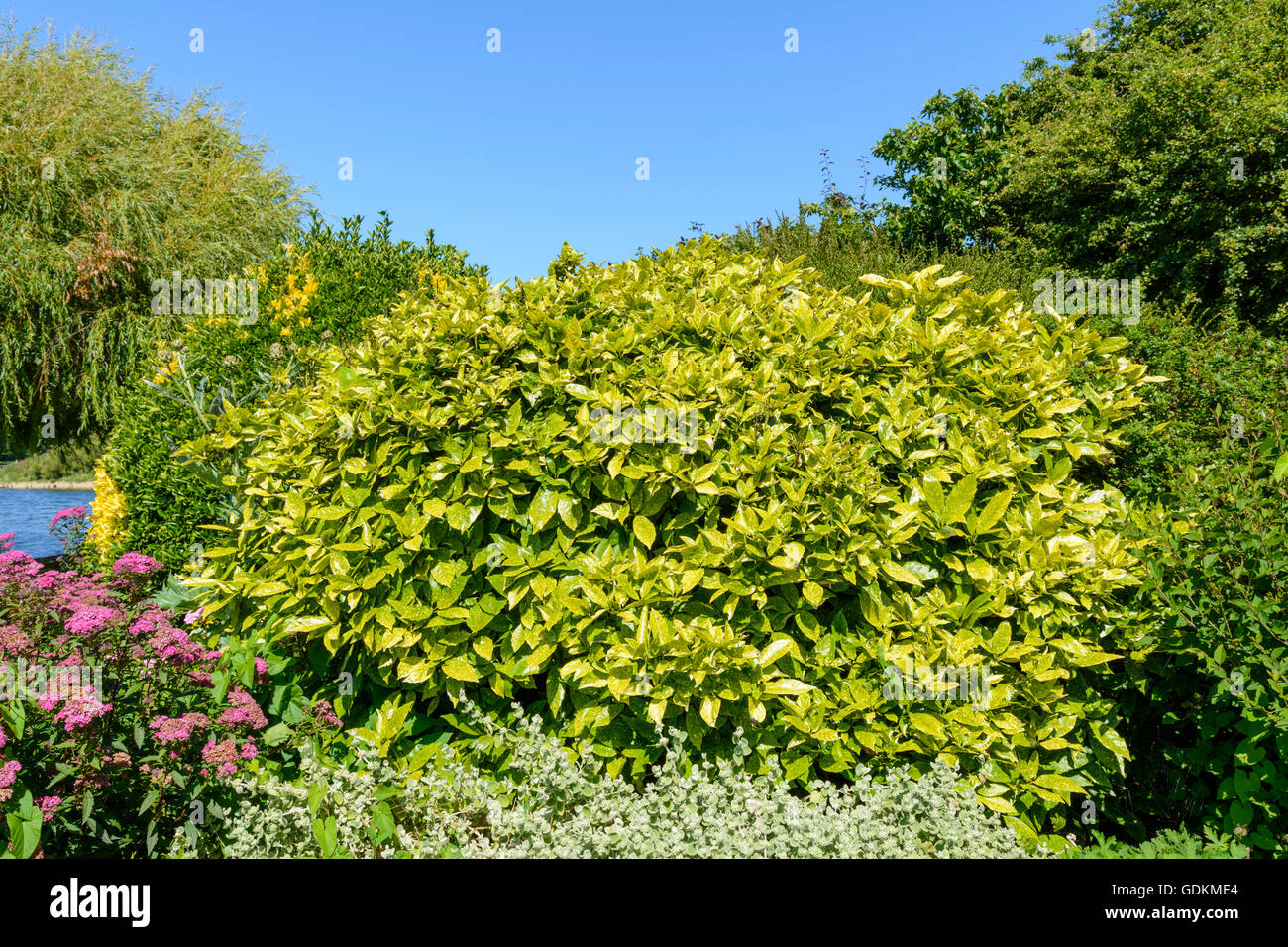 Japanese Laurel (Aucuba japonica) bush growing in a park in Summer in the UK. Stock Photo