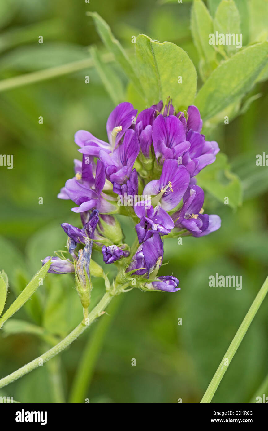 Lucerne or Alfalfa Stock Photo Alamy