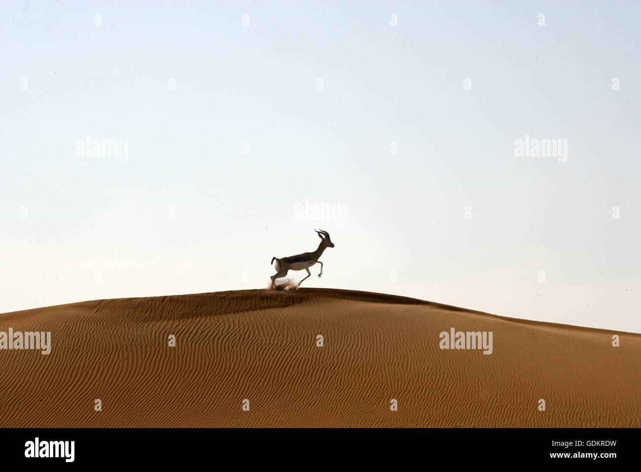 Gazelle dubai hi-res stock photography and images - Alamy