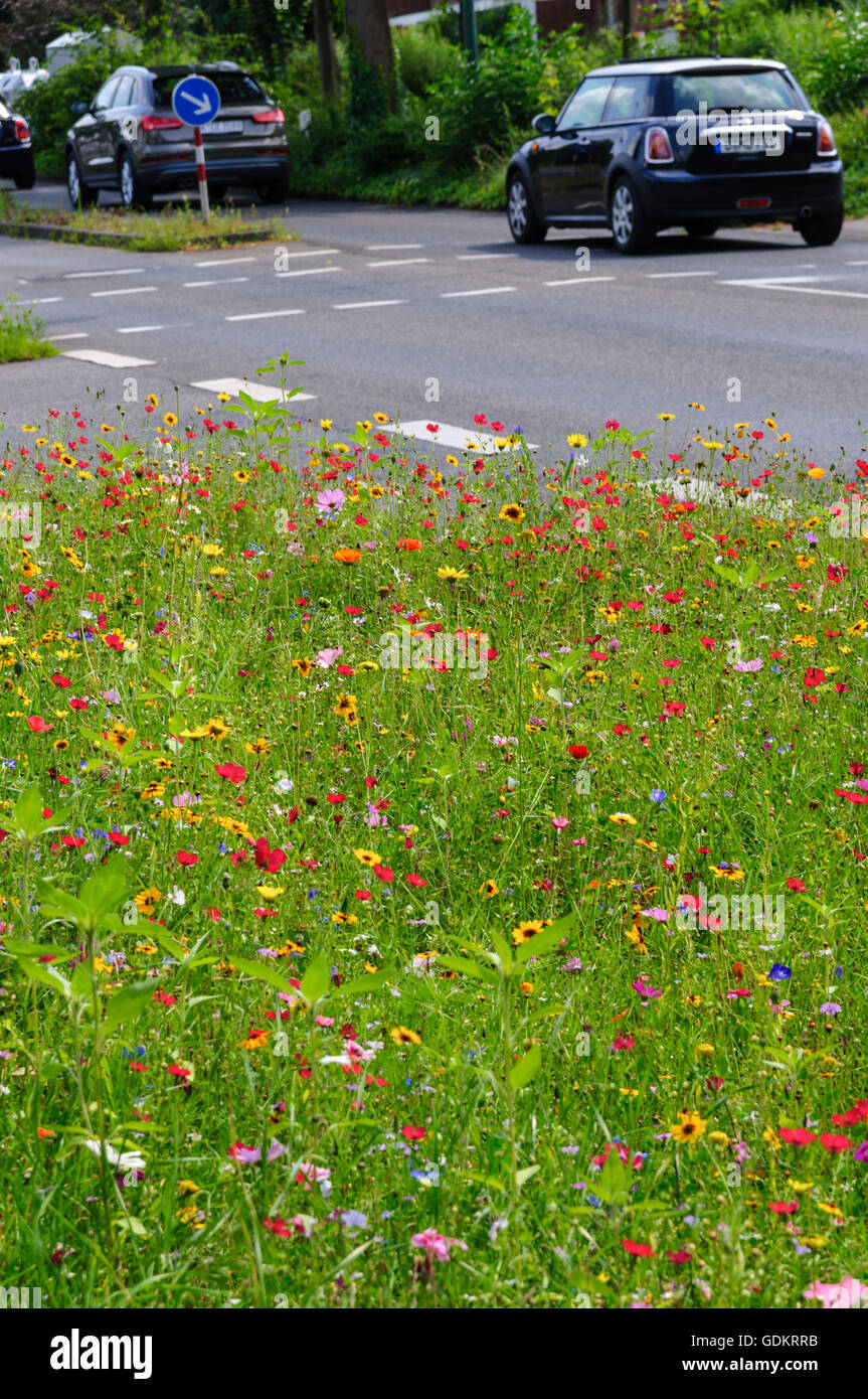 Wild flowers germany hires stock photography and images Alamy